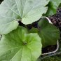 Petasites japonicus giganteus/butterbur/fuki plant