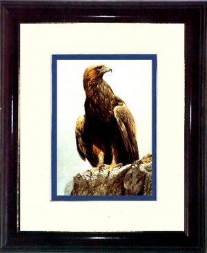 Bateman's Golden Eagle #A454