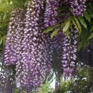 **Wisteria** Bath Salts **On Backorder**