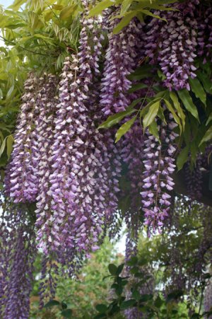 **Wisteria** Bath Salts **On Backorder**