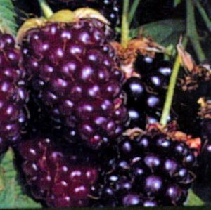 **Boysenberry** Bath Salts **On Backorder**