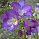 **Freesia** Bath Salts **On Backorder**