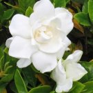 **Gardenia** Bath Salts
