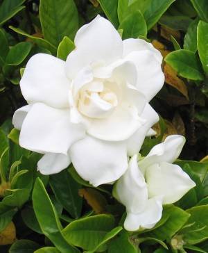 **Gardenia** Bath Salts
