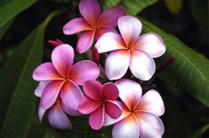 **Plumeria** Bath Salts **On Backorder**