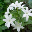 **Jasmine** Bath Salts