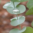 **Eucalyptus** Bath Salts **On Backorder**