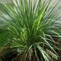 **Lemongrass** Soy Candle **On Backorder**