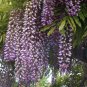 **Wisteria** Soy Candle **On Backorder**