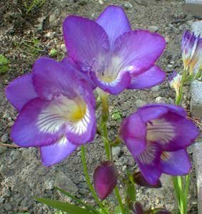 **Freesia** Soy Candle **On Backorder**