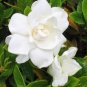 **Gardenia** Soy Candle