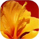 **Hawaiian Ginger** Soy Candle **On Backorder**