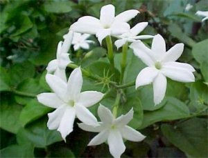 **Jasmine** Soy Candle