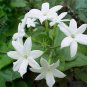 **Jasmine** Soy Candle
