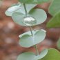 **Eucalyptus** Soy Candle **On Backorder**