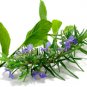 **Rosemary Mint** Soy Candle