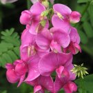 **Sweet Pea** Soy Candle