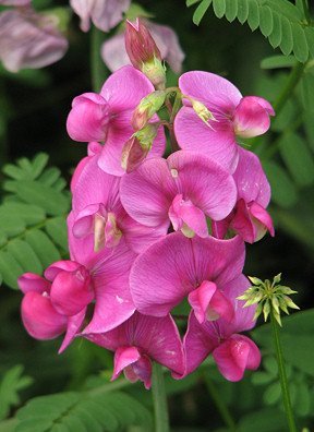 **Sweet Pea** Soy Candle