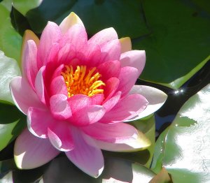 **Water Lily** Soy Candle