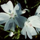 **White Musk** Soy Candle