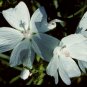 **White Musk** Soy Candle