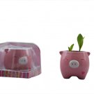 Piggy Plant;garden craft,home decoration(pink )