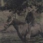 Tintype Outdoors Gent on Horse Tinted  Antique  Photo
