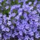 wildflower plants