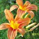 wildflower bulbs and corns