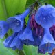 wildflower root system and rhyzoms