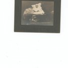 Vintage Photograph Baby On Pillows On Card Stock