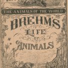 Vintage Brehm's Life Of Animals Part 8 A. N. Marquis Publishers Animals Of The World Not PDF