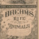 Vintage Brehm's Life Of Animals Part 15 A. N. Marquis Publishers Animals Of The World Not PDF