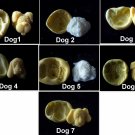 Large Dog Set  -Silicone Mold Soap Cake Candy Chocolate Chips