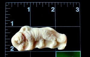Tiger -  Cake Candy Cookies Crafts-  Silicone Mold