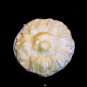 Flower Child - Silicone Push mold- Candy Cake Cookies Plaster Clay