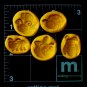 Bug - ing Me Set- Silicone Mold - Cake Candy Cookies Clay Crafts Fondant