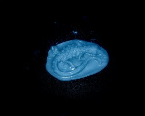 Lizard -  Cake Candy Cookies Crafts-  Silicone Mold