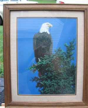 Vintage Bald Eagle Photo Print Glassed Framed Patriotic