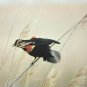 Vintage Photo Benjamin A. Guyger Eileen Lynch Red Wing Blackbird