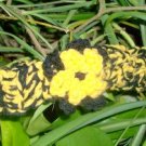 Black and gold Steelers Childs head band