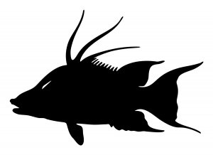 Hogfish Decal 10" x 7"