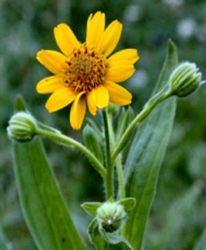 Arnica shea butter/olive oil soap 4.5 oz.