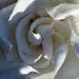 Gardenia shea butter/oliveoil soap 5.00oz