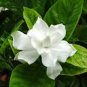 Gardenia shea butter/oliveoil soap 5.00oz