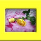 Rose shea butter/olive oil soap 5.00 oz.