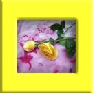 Rose Shea cream 2 oz.