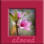 Almond shea butter cream 4oz.