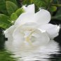 Gardenia shea butter cream 4oz.