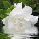 Gardenia shea butter cream 2oz.